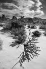 Winter storm-Joshua Tree National Park-California Art Print